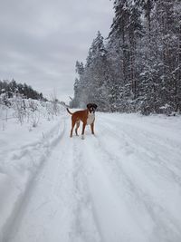 Dog standing on snow covered land