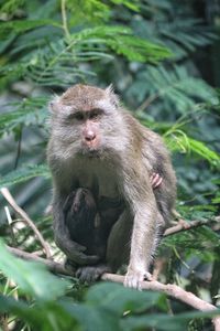 Monkeys sitting on land