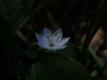 Close-up of lotus water lily