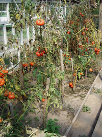 Plants growing in field