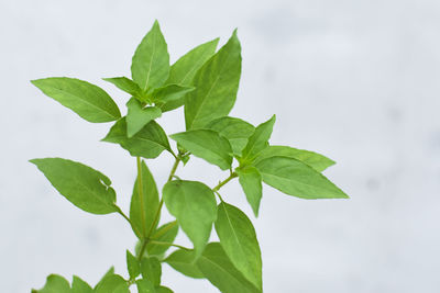 Low angle view of leaves against sky
