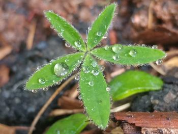 Close-up of wet plant leaves during rainy season