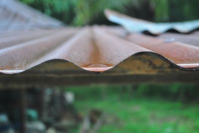 Close-up of wet leaf on field