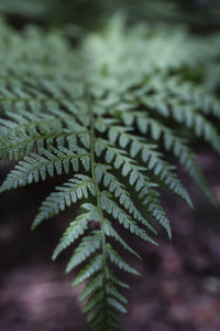 Close-up of fern leaves