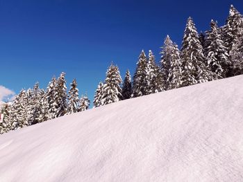 Snow covered pine trees against clear blue sky