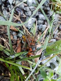 High angle view of insect on plant