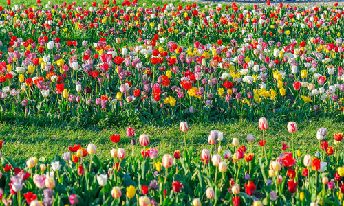 Beautiful bright colorful multicolored blooming tulips on spring flower farm field.