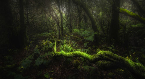Scenic view of forest