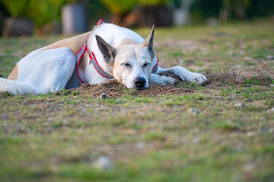 Dog running on field