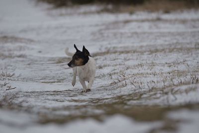 Dog walking on beach
