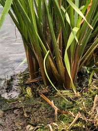 Close-up of plant growing on field