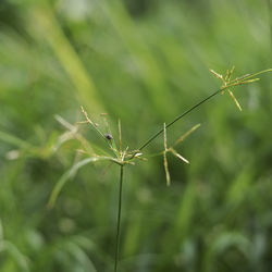 Close-up of insect on plant