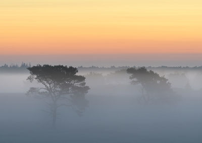 Silhouette trees against sky during sunset