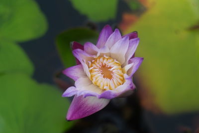 Close-up of purple flower