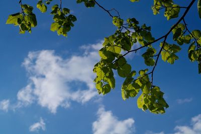 Low angle view of tree against blue sky