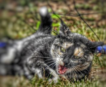 Close-up portrait of a cat