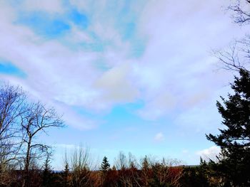 Low angle view of trees against sky