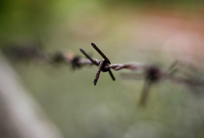 Close-up of insect on plant