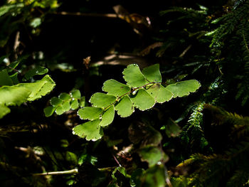 Close-up of fresh green plants in water