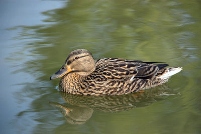 Close-up of mallard duck swimming on lake