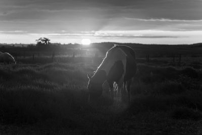 Horses on field against sky