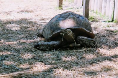 Turtle in a field