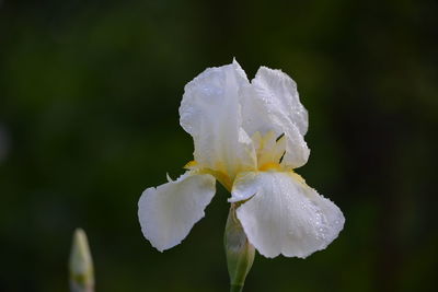 Close-up of wet white rose flower