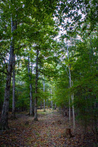 Trees in forest