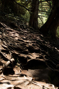 Close-up of sunlight falling on tree trunk in forest