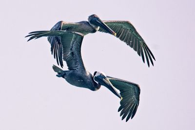 Low angle view of bird flying in sky