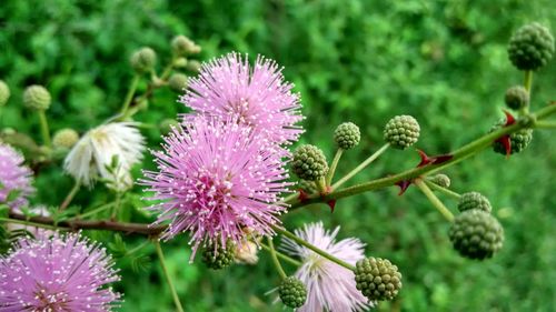 Close-up of pink flowers
