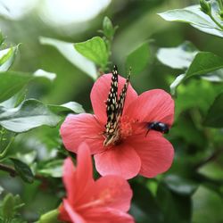 Close-up of butterfly pollinating flower