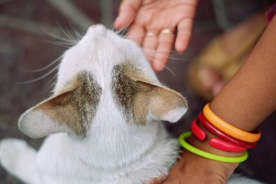 Cropped hands of woman petting cat on footpath