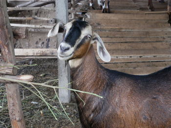 Close-up of a goat