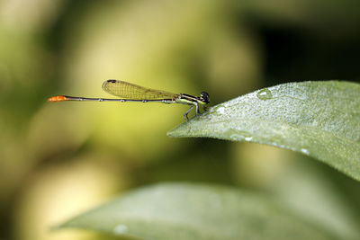 Dragonflies or sibar-sibar are a group of insects belonging to the odonata