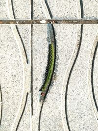 Close-up high angle view of lizard