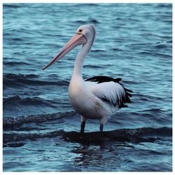 Bird perching on sea shore