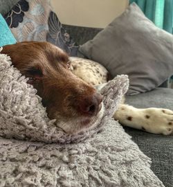 Close-up of dog sleeping on bed at home