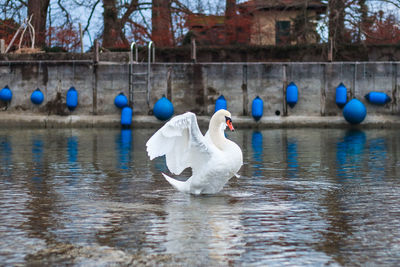 Swan dance