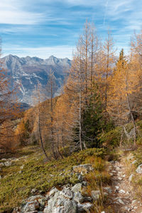 Hiking trail through orange autumn larch trees in swiss mountains in balavaux and nendaz region.