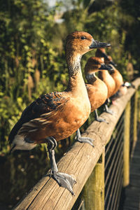 Close-up of bird perching on wood