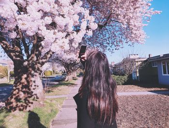 Rear view of woman photographing cherry tree through mobile phone