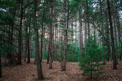 Looking through the pine trees in provin trail