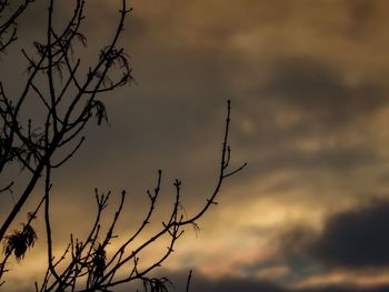 Low angle view of bare trees against sky