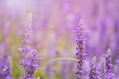 Close-up of purple flowering plant