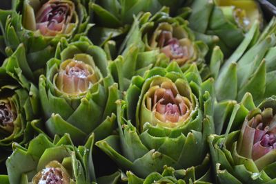 Full frame shot of succulent plant