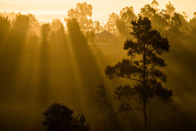 Sunlight streaming through silhouette trees during sunset