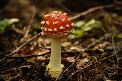 Close-up of fly agaric mushroom on field