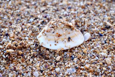 Close-up of crab on beach