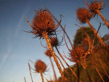Low angle view of thistle